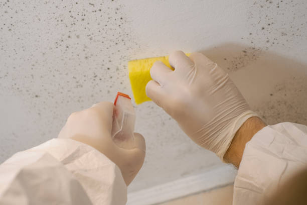 Best Mold Remediation for Healthcare Facilities  in Italy, TX